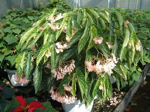 B. ‘Soyokaze’